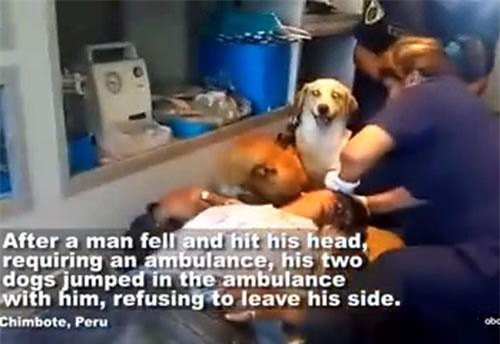 Đoạn video ngắn khiến bạn thật sự xúc động về hai chú chó