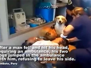 Đoạn video ngắn khiến bạn thật sự xúc động về hai chú chó