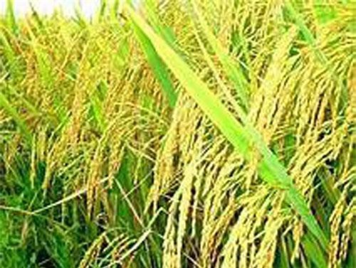 FAO: Giá lương thực thế giới tăng lần đầu tiên trong 5 tháng