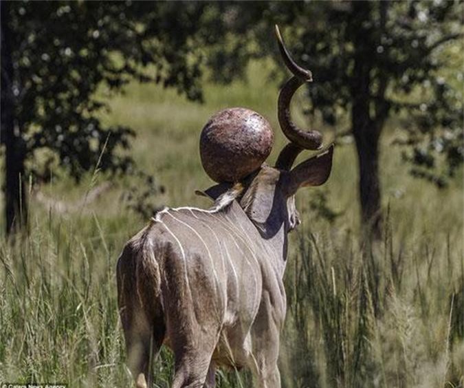 Lạ: Bướu khổng lồ mọc trên đầu linh dương châu Phi