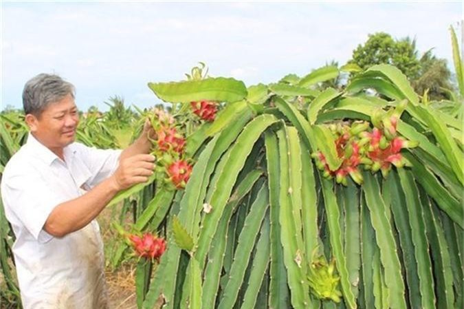 Long An: Trên 2.000 ha thanh long ứng dụng công nghệ cao