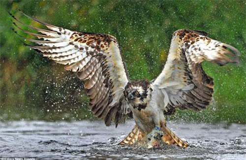 Sống động cảnh chim ưng biển săn cá hồi dưới sông