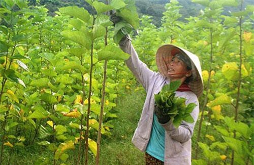 Trồng dâu nuôi tằm giúp đồng bào dân tộc thiểu số thoát nghèo