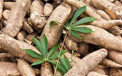 10 tháng 2019: Xuất khẩu sắn và các sản phẩm từ sắn đạt 738 triệu USD