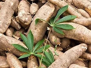 10 tháng 2019: Xuất khẩu sắn và các sản phẩm từ sắn đạt 738 triệu USD