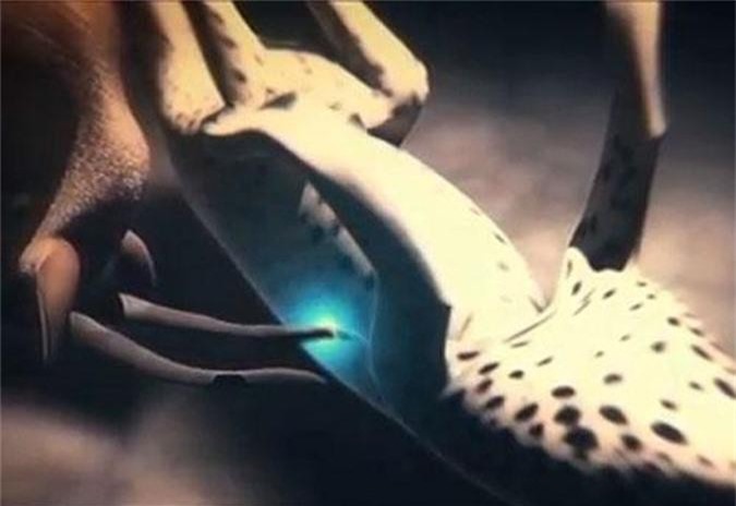 Báo săn trả giá đắt cho chuyến đi săn linh dương