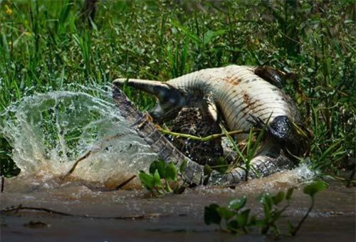 CLIP: Báo đốm đoạt mạng cá sấu nhanh như chớp