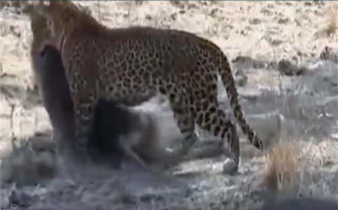 CLIP: Báo hoa mai đoạt mạng khỉ đầu chó