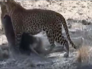 CLIP: Báo hoa mai đoạt mạng khỉ đầu chó