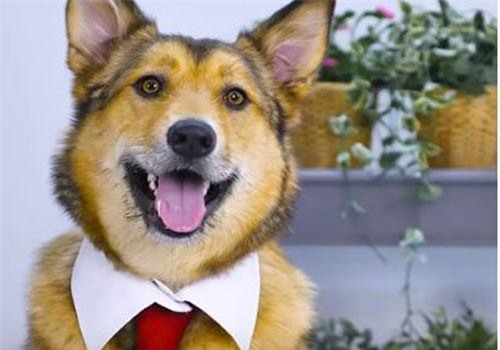 CLIP: Những mẹo vặt dành cho thú cưng của bạn