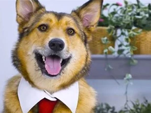 CLIP: Những mẹo vặt dành cho thú cưng của bạn