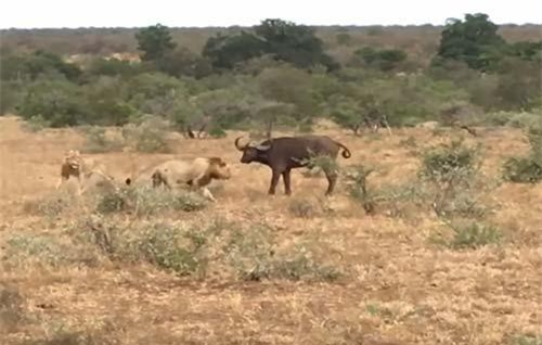 CLIP: Trâu rừng đơn độc đối mặt 'vợ chồng' sư tử và cái kết bất ngờ