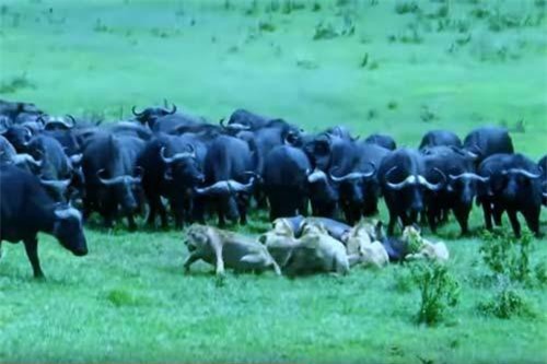 CLIP: Trâu rừng kéo nhau tấn công sư tử 'trả thù' cho đồng loại