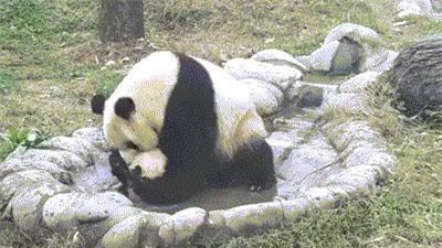 Chết mê gấu trúc con nghịch ngợm nhất quyết không chịu tắm