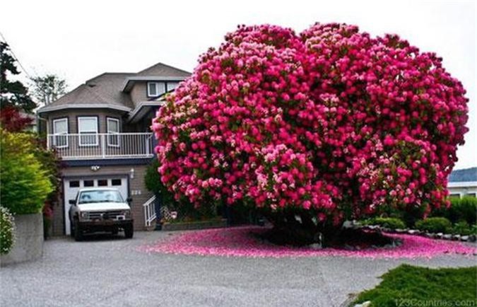 Chiêm ngưỡng những cây cổ thụ 'lộng lẫy' nhất thế giới