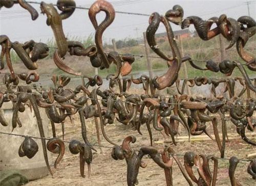 Clip: Bật mí những bí mật độc đáo về loài sinh vật khát máu nhất hành tinh