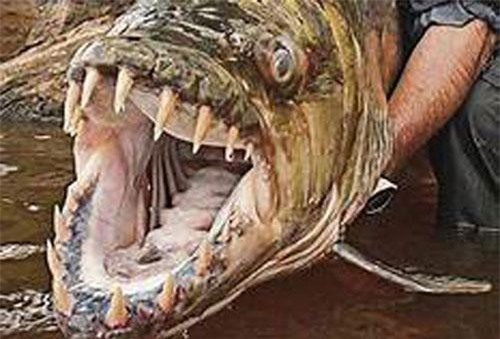 Clip: Những thủy quái nước ngọt nguy hiểm mà bạn phải hết sức dè chừng