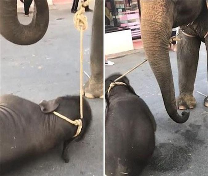 Đau lòng voi con gục dưới chân mẹ chở khách du lịch