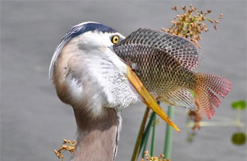 Diệc lớn chật vật nuốt chửng cá rô suýt rách cả họng