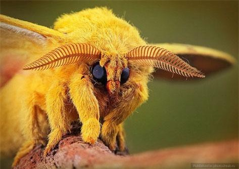 Điểm danh những 'hot boy, hot girl' thế giới động vật nhỏ