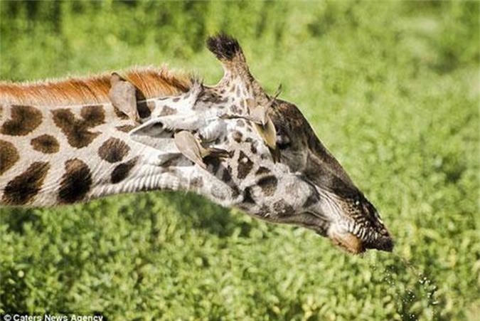 Độc đáo cặp chim quyết chiến ngay cạnh tai hươu cao cổ