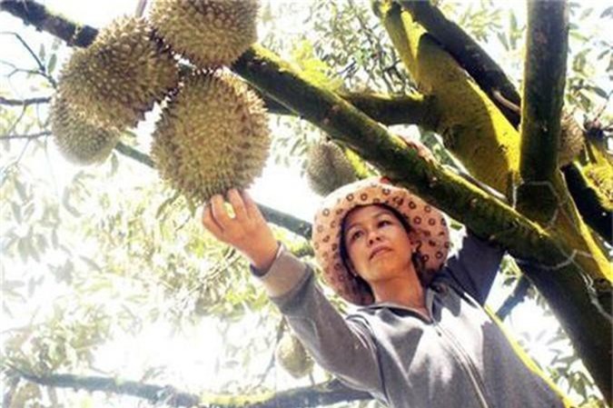 Đồng Nai: Bỏ việc 10 triệu đồng/tháng ở phố thị, chị về trồng xen 3 trong 1