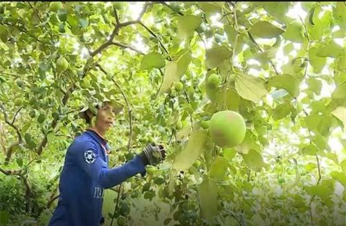 Đồng Tháp: Biến đất hoang thành vườn táo, thu gần 1 triệu/ngày