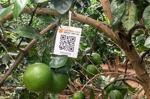 Hà Nội: Hơn 10.000 cây cam được cấp 'chứng minh thư điện tử'