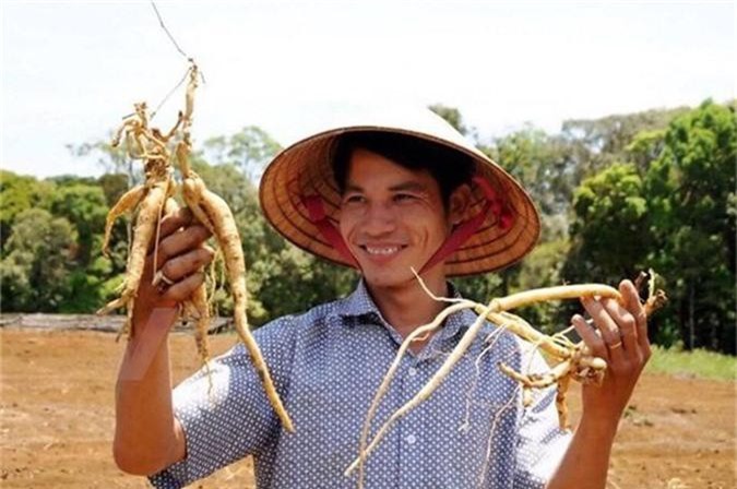Kon Tum: 'Trốn' lên rừng xanh, núi đỏ, trồng cây 'ai dùng đều khỏe' kiếm tiền tỷ