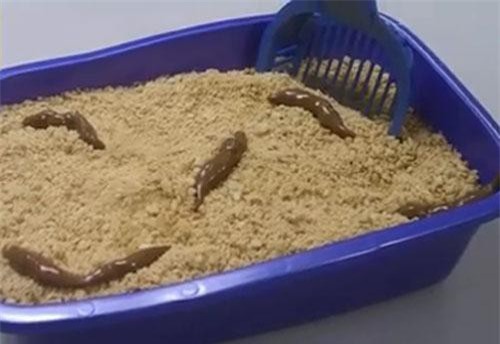 Lạnh sống lưng với những món tráng miệng đáng sợ nhất thế giới