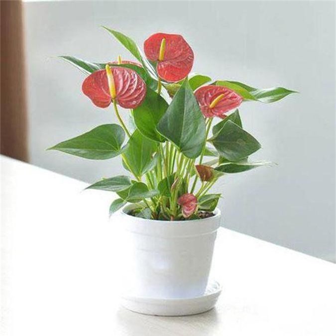 Mệnh Hỏa nên trồng 6 loại cây này để vượng vận, phát tài