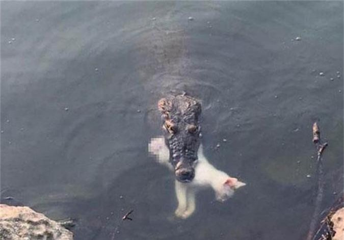 Mèo trắng chết thảm trong hàm cá sấu chỉ vì chủ nhân...