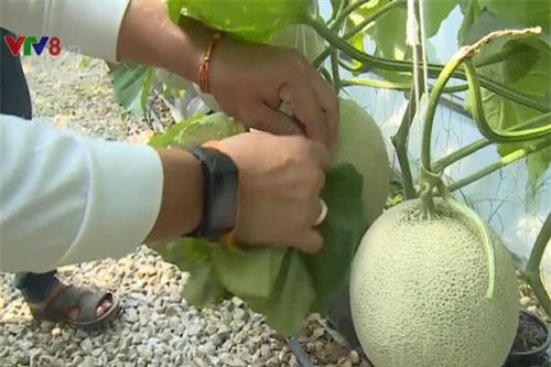 Mô hình kinh tế từ trồng dưa lưới Nhật Bản tại Lào