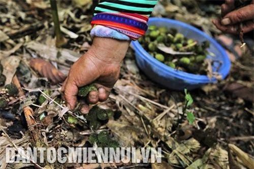 Sa nhân – Cây xóa đói, giảm nghèo ở vùng cao Điện Biên