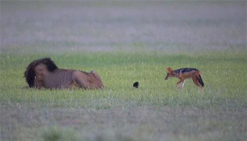 Thót tim xem chó rừng ranh mãnh đùa sư tử đực