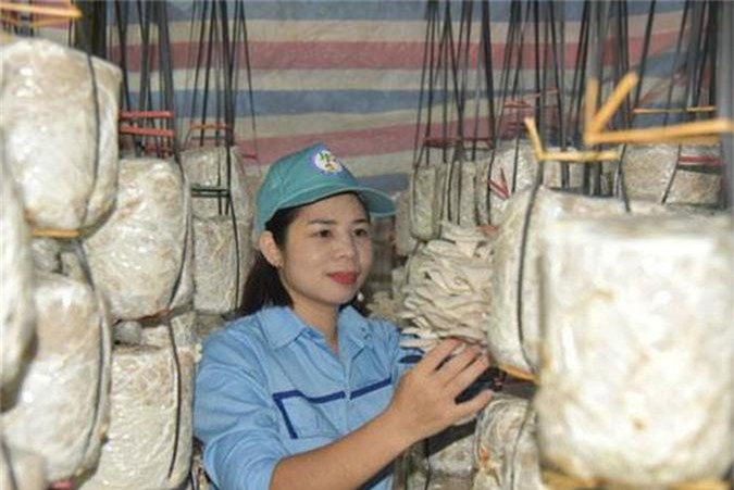 Bắc Kạn: Cô gái khởi nghiệp với nấm
