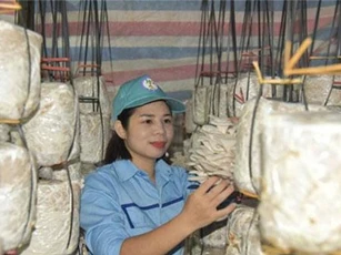 Bắc Kạn: Cô gái khởi nghiệp với nấm