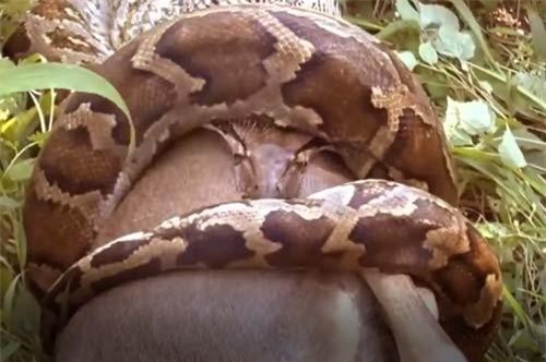 CLIP: Hươu mẹ bất lực nhìn con bị trăn khổng lồ nuốt chửng