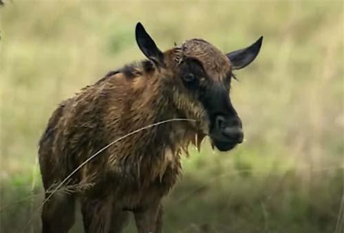 CLIP: Linh dương non biến đàn linh cẩu thành 'con rối'