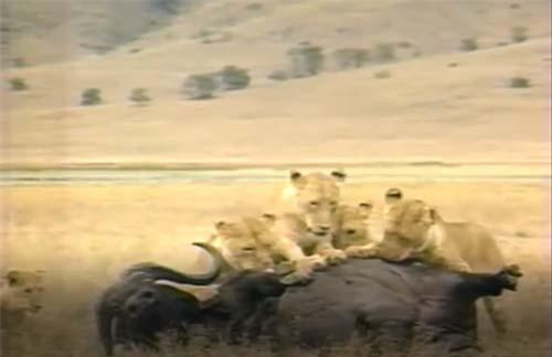 CLIP: Trâu rừng thoát chết ngoạn mục trong vòng vây của đàn sư tử