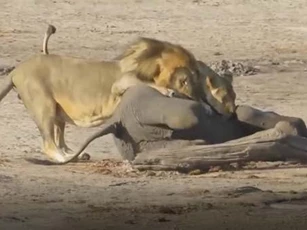 CLIP: 'Vợ chồng' sư tử phối hợp đoạt mạng voi rừng