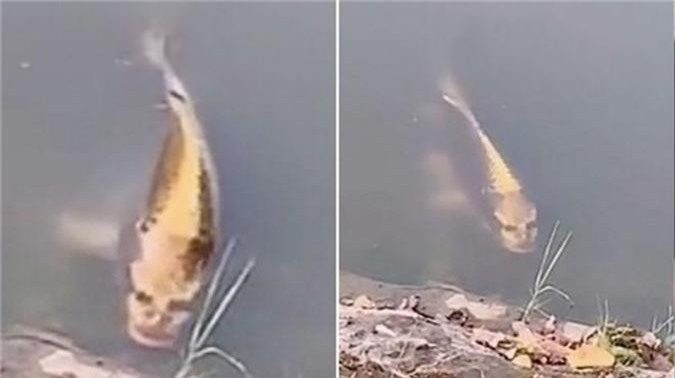 Cá chép với khuôn mặt giống người làm dậy sóng mạng xã hội, nhưng đây không phải là trường hợp duy nhất