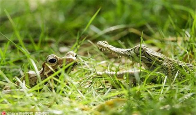 Cảnh khó tin: Ếch dúi đầu cá sấu vì tội dám bắt nạt