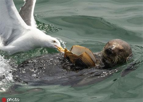 'Chết cười' với màn tranh cướp đồ ăn của mòng biển với rái cá