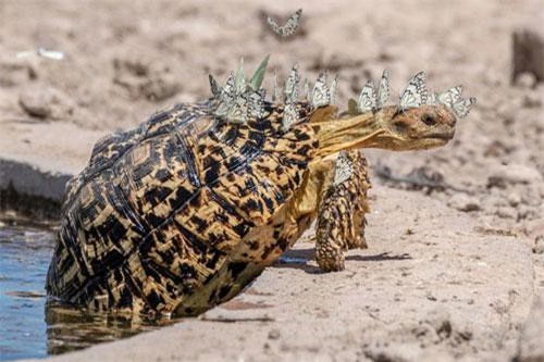 Rùa bỗng chốc hóa khủng long nhờ điều đáng yêu này