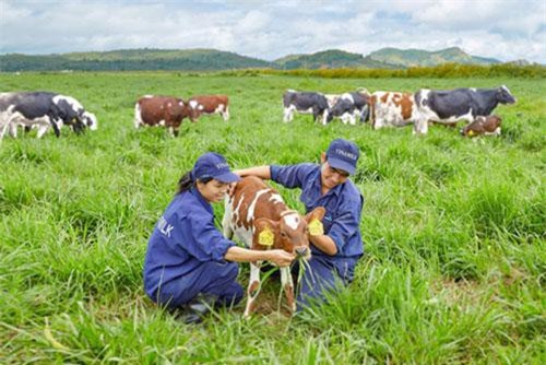 Tăng cường liên kết chuỗi trong chăn nuôi bò sữa