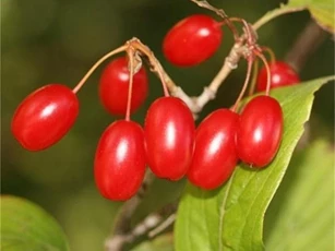 Thuốc cho người thận yếu, thiếu 'tinh binh'
