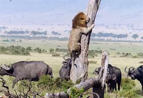 Top 6 lần thất bại thảm hại của sư tử