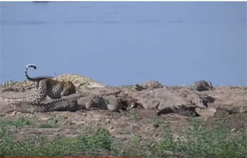 CLIP: Báo hoa mai 'ăn chực' của đàn cá sấu khổng lồ và cái kết
