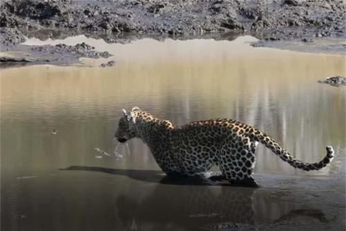 CLIP: Bị cơn đói hành hạ, báo hoa mai lội xuống nước bắt cá